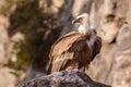 Gyps fulvus, Bald vulture Royalty Free Stock Photo