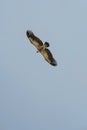 Gyps fulvus flight in Uvac canyon Royalty Free Stock Photo