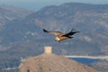 Gyps fulvus flying near medieval tower and the BeniarrÃ©s reservoir in the background
