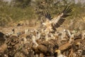 Gyps fulvus or griffon vulture or eurasian griffon closeup flying or landing with full wingspan near flock or family at jorbeer