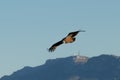 Gyps Fulvus vulture with the Aitana mountain range in the background with its telecommunications antennas with sunset lights