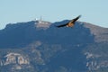 Gyps Fulvus vulture in landing position with the Aitana mountain range in the background with its telecommunications antennas
