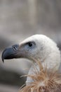 Gyps himalayensis head Royalty Free Stock Photo