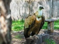 Gyps himalayensis (Himalayan Vulture) Royalty Free Stock Photo