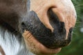 Gypse horse close-up Royalty Free Stock Photo