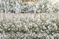 Gypso flower nature background, white flower garden