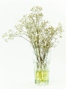 Gypso flowers in glass