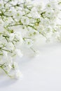 Gypsophila