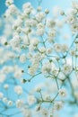 Gypsophila