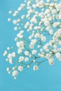 Gypsophila