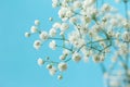 Gypsophila Royalty Free Stock Photo