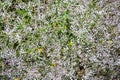 Gypsophila also known as baby`s-breath, or babe`s breath flowers closeup Royalty Free Stock Photo