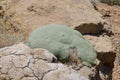 Gypsophila aretioides on limestone rocks bed