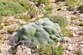 Gypsophila aretioides on limestone rocks bed