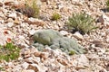 Gypsophila aretioides on limestone rocks bed