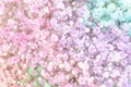 Gypsophila baby breath multicolors flowers gardient. Pastel pink, purple, green, blue, white colors