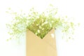 Gypsophila (Baby's-breath flowers) in envelope Royalty Free Stock Photo