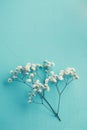 Gypsophila Royalty Free Stock Photo