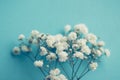 Gypsophila Royalty Free Stock Photo