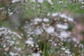 Gypsophila, Baby`s Breath flowers, shallow DOF blurred backgroun Royalty Free Stock Photo