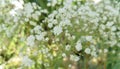 Gypsophila blossoms over blurred nature background
