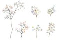 A gypsophila branch hand drawn in watercolor isolated on a white background. Vintage little white flowers bouquet