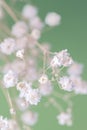 Gypsophila delicate romantic dry little white flowers wedding lovely classic bouquet on green background vertical macro