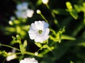 Gypsophila elegant Royalty Free Stock Photo