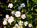 Gypsophila elegant