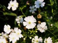 Gypsophila elegant Royalty Free Stock Photo