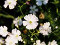 Gypsophila elegant