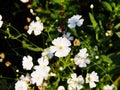 Gypsophila elegant Royalty Free Stock Photo