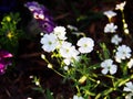 Gypsophila elegant