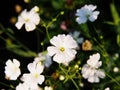 Gypsophila elegant