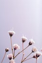 gypsophila flower close up. macrophotography