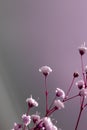 gypsophila flower close up. macrophotography