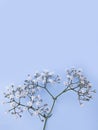Gypsophila flower season card flat holiday floral on a colored background romantic , spring