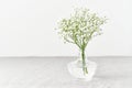 Gypsophila flowers in glass vase. Soft light, Scandinavian minimalism