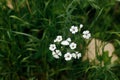 Gypsophila flowers in grass in countryside garden. Flax blooming in sunny summer meadow. Biodiversity and landscaping garden