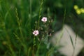 Gypsophila flowers in grass in countryside garden. Flax blooming in sunny summer meadow. Biodiversity and landscaping garden