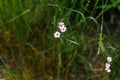 Gypsophila flowers in grass in countryside garden. Flax blooming in sunny summer meadow. Biodiversity and landscaping garden