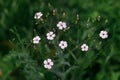 Gypsophila flowers in grass in countryside garden. Flax blooming in sunny summer meadow. Biodiversity and landscaping garden