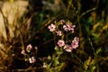 Gypsophila flowers in grass in countryside garden. Flax blooming in sunny summer meadow. Biodiversity and landscaping garden