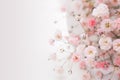 Gypsophila flowers or known as `baby breath` Royalty Free Stock Photo