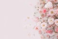 Gypsophila flowers or known as `baby breath` Royalty Free Stock Photo