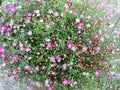 Gypsophila flowers