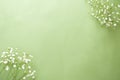 Gypsophila isolated on green background. Copy space