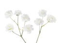 Gypsophila isolated on white background