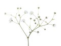 Gypsophila isolated on white background