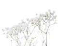 Gypsophila